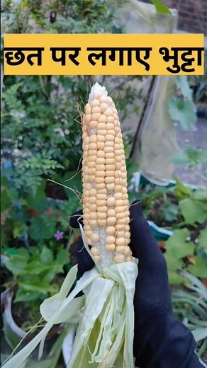 How to grow corn from seed#how to grow corn#Corn