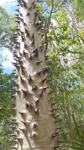 Deadliest Tree 🌳 😨 By MAX Gyan