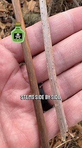 To be clear, water hemlock is poisonous all the time, not just in winter. I realize that was worded ambiguously! 😅 #foraging #nature #plantidentification #botany #waterhemlock #cicuta | Feral Foraging