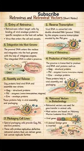 Retrovirus life cycle and retrovirus Vector explain| simple study notes