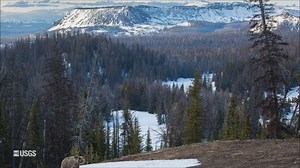 It was in 1805 that the Corps of Discovery first sighted what they called the “white bear,” likely described as such due to the wide range of fur color. The telltale feature of silver tips on the hair later inspired the common name “grizzly bear.” At this time, it is estimated that grizzly bears roamed most of western North America, including the river bottoms of the Great Plains. A lot happened with grizzlies over the past 200 years and the Interagency Grizzly Bear Study Team, led by the USGS, 