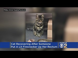 Cat Recovering After Someone Put Lit Firecracker In Rectum