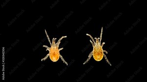 Mite of the order Mesostigmata under a microscope, class Arachnida, superorder Parasitiformes, this group has many parasites, predators and saprotrophs are also numerous, on the back we can distinguis