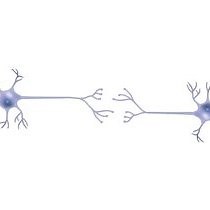 An Introduction to Developmental Neurobiology