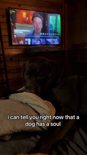 the sweetest little baby #chocolatelab #dogsoftiktok #labrador