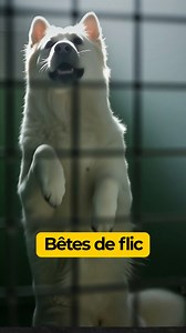 Vous avez déjà vu des chiens qui parlent ? Jeff, capitaine de police, se retrouve dans un zoo, où il est grièvement blessé. À son réveil, il découvre qu'il peut comprendre les animaux. 😏 "Bêtes de flic" disponible sur Auvio | RTBF Auvio
