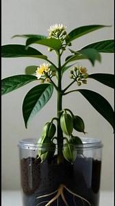 Cardamom Transformation Seed To Plant 3 To 5 Years in 19 seconds Timelapse #Cardamom #shorts #plant