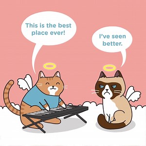 All cats go to heaven 😇 Hope you don't hate it too much there, Grumpy Cat. 💔 Rest in Peace and thank you for all the smiles! #grumpycat #rip #keyboardcat | Meowingtons