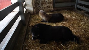 2.3K views · 87 reactions | Here's a peek inside the Amish Village. We hope you'll come to visit so you can explore our 12-acre village, take a guided tour of a historic Amish homestead, visit with our farm animals, and hear about Amish culture while touring the Amish countryside and so much more! | The Amish Village | Facebook