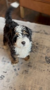 Adorable 9 week old Ozzy just finished his initial training 📚🐶🎓 We say he deserves an A ! #Bernedoodle #BernedoodlePuppy #BernedoodleBreeder #PuppyTraining | Castle Rock Bernedoodles