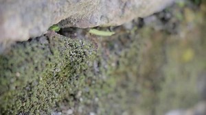 Close Ant Track Stock Footage Video (100% Royalty-free) 5442377 | Shutterstock