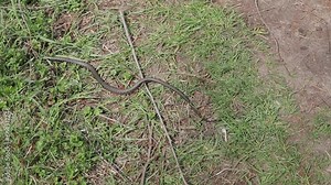 the snake crawls on the ground and quickly hides in the grass