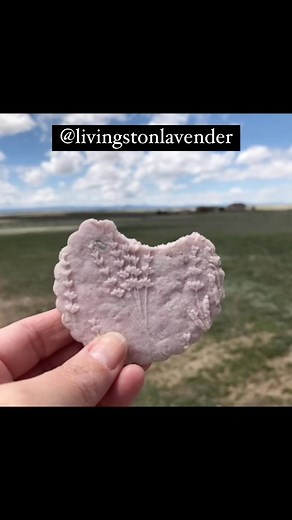 Livingston Lavender Farm is a must know. So suuuuuper nice and makes THEEE best lavender cookies with lavender extracts she creates. She’s a little bit of magic a with a heart of lavender gold! Need something lavender? Give her a follow! In my package of goodies she included a hand written note, (who doesn’t ❤️ that), yummy packets of loose lavender, a few extra goodies AND she made cookies using our “Lavender” rolling pin. These cookies you don’t share. You hide them and don’t tell anyone you h