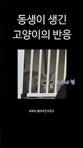 둘째가 생긴 고양이의 반응