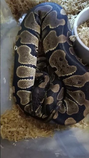 Normal Ball Python Update: Classic Morph with Incredible Potential!