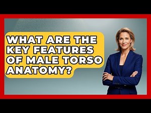 What Are The Key Features Of Male Torso Anatomy? - Drawing and Painting Academy