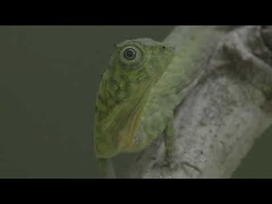 A Green Crested Lizard sits on a tree branch in the Borneo Rainforest