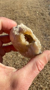 Calcite Clam from the Food Forest Calcite Shell Mine in Vero Beach Florida | Ben Campbell
