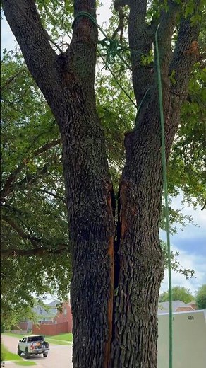 How to Fix a Split Tree