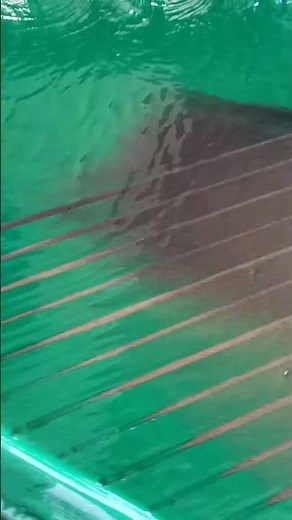 Gold Shaking table (Gemini table ) - Altın Zenginleştirme Masası