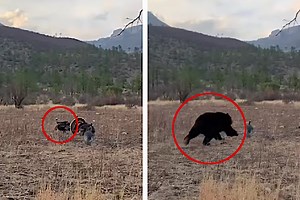 Hunter Shoots Turkey, Only to Have Bear Attack Decoys Seconds Later