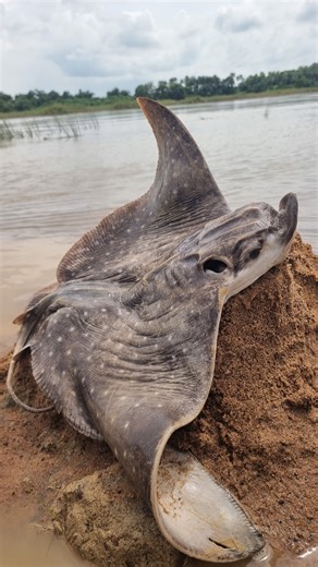 Catching big fish #fish #fishing #video #viral #reels | Fisherman Animal Lover-Original