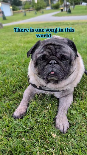 One song in this world #pug #puglife #song #songlyrics #firstwords #singing #feel #ig #fbreels #pet #dog #babyboy | Jacob ThePug Canada