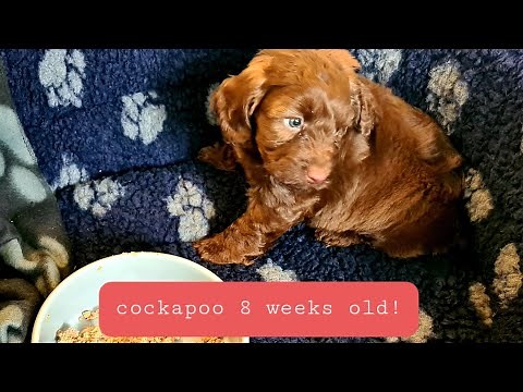 BRINGING HOME OUR 8 WEEK OLD COCKAPOO PUPPY!