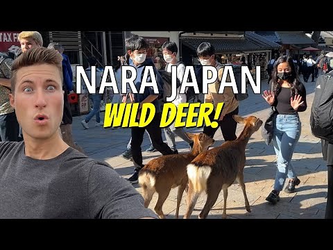 1,000 WILD Deer in Nara, Japan | Feeding Deer at Nara Deer Park