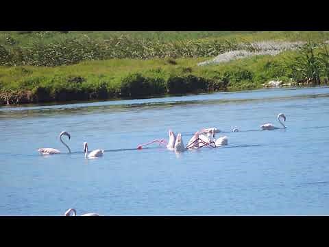 Swimming Flamingos