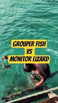 grouper fish vs monitor lizard 🐋🦎
