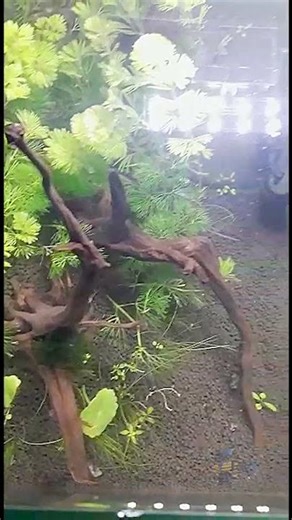Beautiful Red Cherry Shrimp Close-Up 😍🦐#CherryShrimp#RedCherryShrimp#ShrimpTank#AquariumShorts