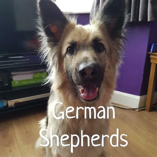 Top 5 Best Running Dogs