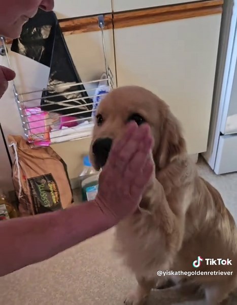 Yiska The Golden Retriever on TikTok