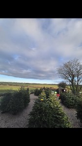 🎄✨ Pete’s Christmas Tree Farm is open this evening and all weekend! ✨🎄 We’ve got freshly cut trees ready to go, along with choose-and-cut if you’d like to pick your own. From our home to yours, we’d love to help you find the perfect tree to start the festive season. Wrap up warm, bring the family, and call in for a look! ❤️🌲 #PetesChristmasTreeFarm #FreshIrishTrees #ChooseAndCut #ChristmasInIreland | Pete's Christmas Tree Farm