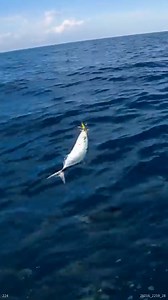 13K views · 61 reactions | Good Results Using a COLORFUL Lure | South Florida Fishing Channel | Facebook