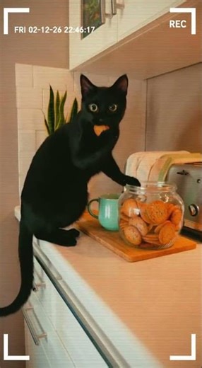 😼 Cookie Heist Caught on Cam!