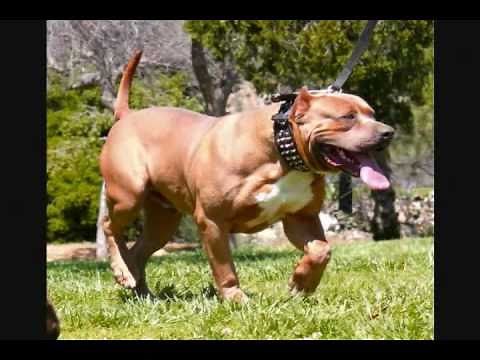 Bully XXL pitbulls, BIG GEMINI KENNELS: XL Pitbulls,, pitbull puppies video, huge pitbull