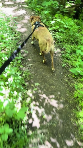 My dog’s athleticism is honestly disrespectful #hike #dogwalk | dogs