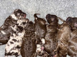 Chocolate F1b Cavapoos - £2,200