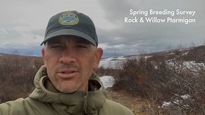 From wild weather to even wilder wildlife, take a look behind the scenes of wildlife management in Alaska. In this video, ADFG Small Game Biologist Rick Merizon checks in from the field during the spring 2021 ptarmigan breeding surveys. ©ADF&G Check it out on YouTube here: https://youtu.be/_bdm2_rAQlo | Alaska Department of Fish and Game - Official