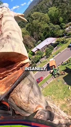 Tree Cutter Shows Why This Job Is INSANELY Dangerous🪓🤓 #wholesome #viral #viralvideo #viralshorts