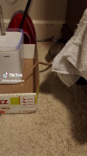 Adorable Rat Popcorning video
