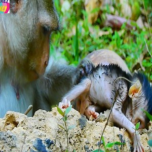 2.6M views · 8.9K reactions | OMG! Newborn monkeys are trying to breathe their last breath #Monkey | Dogs are our Soulmate | Facebook