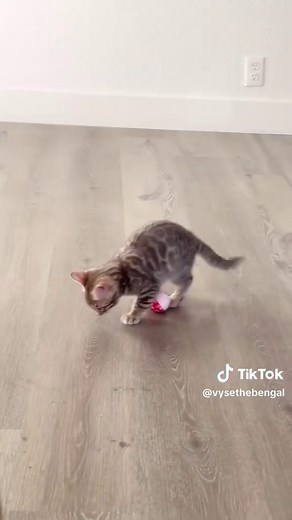 Playful Bengal Kittens: Adorable Sibling Duo