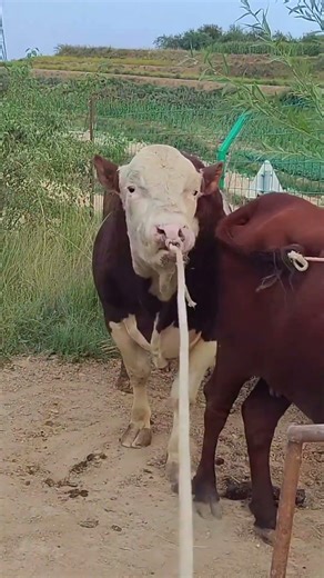 Just a real Simmental bull, big headed, strong for raising 11