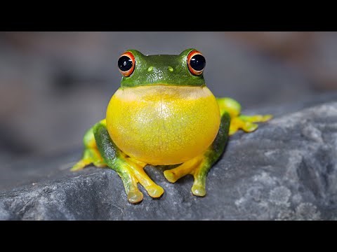Red-eyed Tree Frog Sounds - A cacophony of calls!