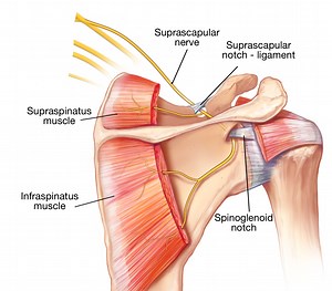 A tiny nerve in the shoulder can create so much trouble! All you need to know about the suprascapular nerve - Shoulder & Elbow