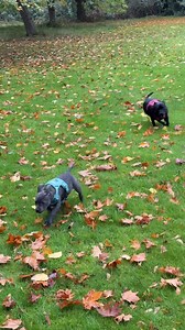 Molly and Stanley’s first ever walk together 💜💚 #firstwalk | Staffy Lover