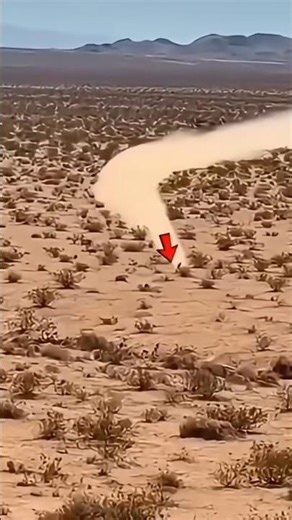 The Desert Speedster Road Runner Bird#roadrunner #birdfacts #animalfacts #wildlife#naturefacts #shor